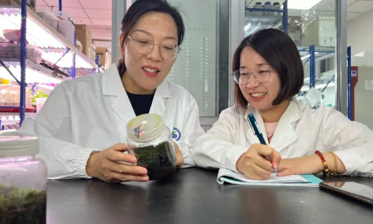 li xiaoshuang l a researcher at xinjiang institute of ecology and geography under the chinese academy of sciences discusses syntrichia caninervis extraordinary resilience under extreme environments with her student in urumqi northwest china s xinjiang uygur autonomous region july 5 2024 photo xinhua li xiaoshuang l a researcher at xinjiang institute of ecology and geography under the chinese academy of sciences discusses syntrichia caninervis extraordinary resilience under extreme environments with her student in urumqi northwest china s xinjiang uygur autonomous region july 5 2024 photo xinhua