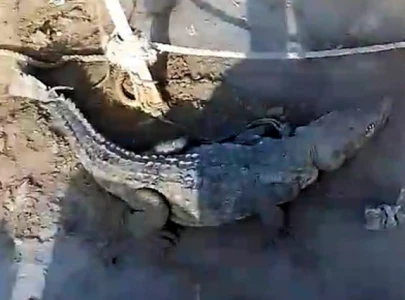 watch locals capture marsh crocodile near balochistan s dasht river