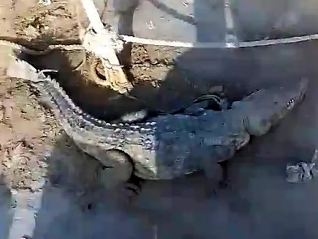 villagers caught the four metre long reptile about 20 kilometres north of jiwani photo express villagers caught the four metre long reptile about 20 kilometres north of jiwani photo express