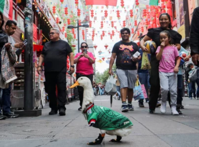 football ambassador and fan favorite a duck becomes a star in mexico