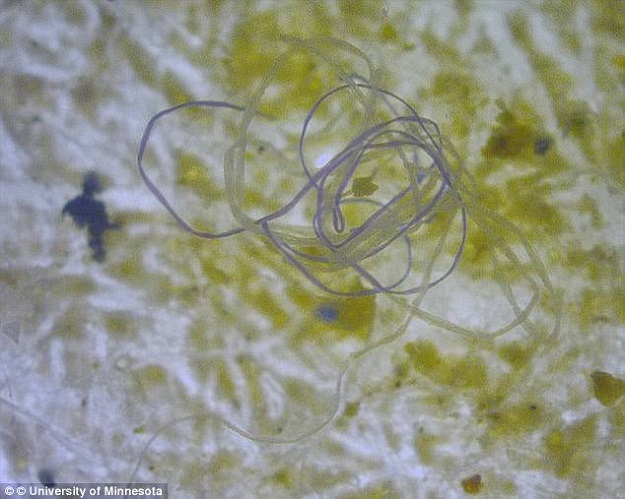 His team analysed data on debris from 79 sampling sites along 57 rivers - both microplastic particles (pictured) measuring less than 5 mm and macroplastic above this size. PHOTO: DAILY MAIL