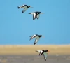 climate change threatens migratory birds climate change threatens migratory birds