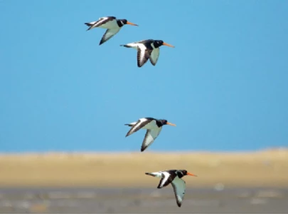 climate change threatens migratory birds climate change threatens migratory birds