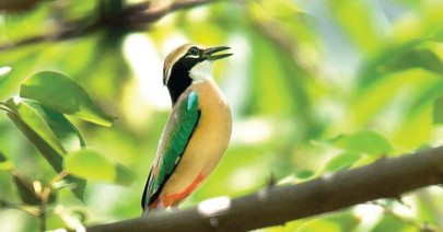 green capital to become haven for migratory birds