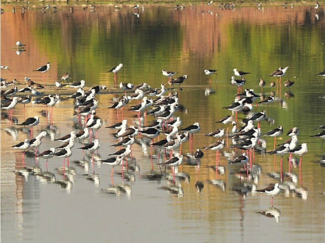 a view of large numbers of birds sitting on water pond outside wahdu wah road hyderabad photo app a view of large numbers of birds sitting on water pond outside wahdu wah road hyderabad photo app
