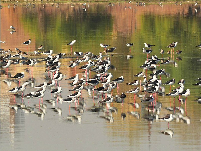 a view of large numbers of birds sitting on water pond outside wahdu wah road hyderabad photo app