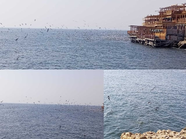 migratory birds flock to sindh