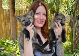 youtuber mikayla raines founder of save a fox dies by suicide after online harassment youtuber mikayla raines founder of save a fox dies by suicide after online harassment