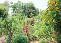 the miyawaki technique aims to grow dense and native forests in less space photo express the miyawaki technique aims to grow dense and native forests in less space photo express