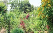 miyawaki forest planned in multan miyawaki forest planned in multan