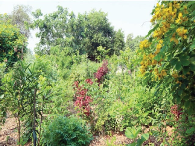 the miyawaki technique aims to grow dense and native forests in less space photo express