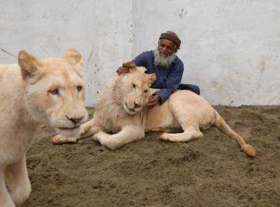 punjab launches drive to register big cats intensifies crackdown on illegal ownership punjab launches drive to register big cats intensifies crackdown on illegal ownership