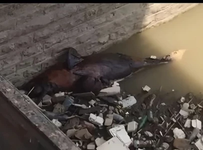 watch body of endangered indus dolphin found in sukkur watch body of endangered indus dolphin found in sukkur