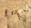 rare indian grey wolf killed by shepherds in bahawalpur