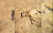rare indian grey wolf killed by shepherds in bahawalpur