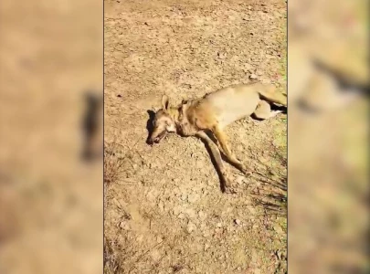 rare indian grey wolf killed by shepherds in bahawalpur rare indian grey wolf killed by shepherds in bahawalpur