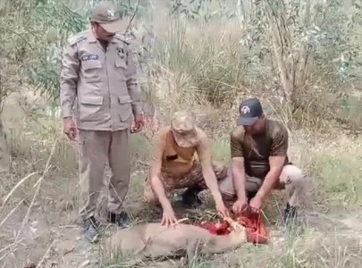 hog deer rescued in shakargarh hog deer rescued in shakargarh