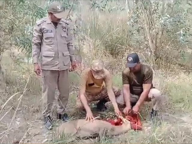 Hedgehog deer rescued by Punjab Wildlife in Shakargarh