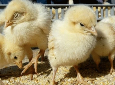 poultry cartel fined rs150m for inflating chick prices via whatsapp poultry cartel fined rs150m for inflating chick prices via whatsapp