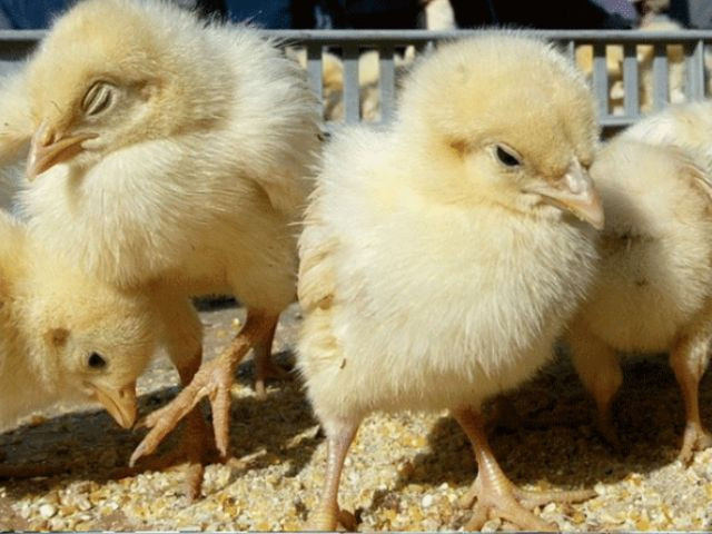 Poultry cartel fined Rs150m for inflating chick prices via WhatsApp  tribune.com.pk