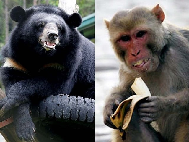 punjab bans private possession of monkey bear punjab bans private possession of monkey bear