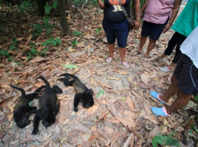 more than 200 howler monkey perish in mexico heatwaves