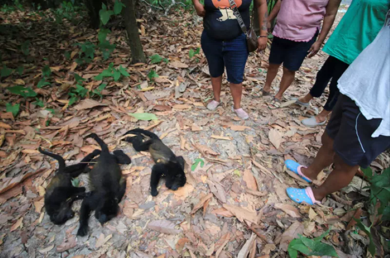 volunteers observe saraguato monkeys alouatta palliata which died amid drought and high temperatures in buena vista comalcalco mexico may 18 2024 photo reuters volunteers observe saraguato monkeys alouatta palliata which died amid drought and high temperatures in buena vista comalcalco mexico may 18 2024 photo reuters