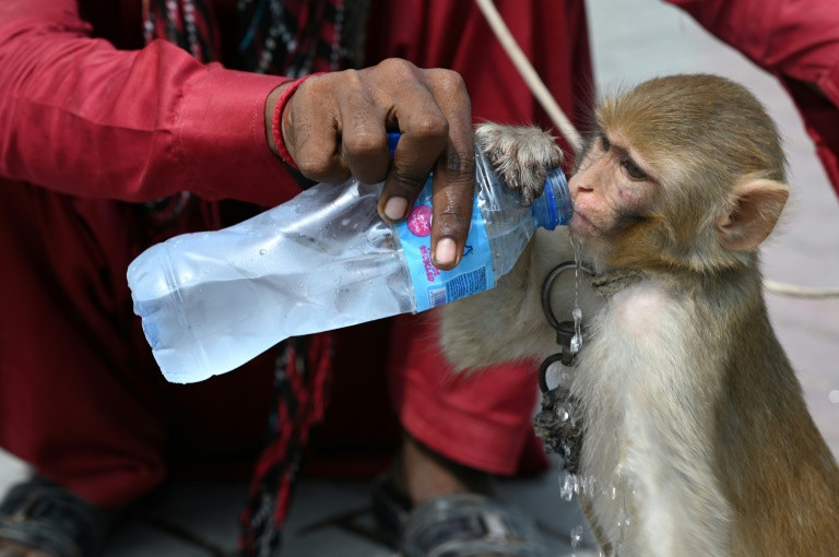 a monkey trainer gives water to his monkey along a street in rawalpindi photo afp