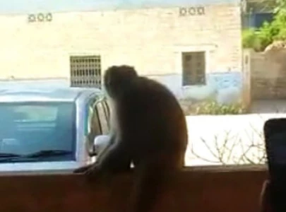 videos of monkey roaming around in karachi school go viral videos of monkey roaming around in karachi school go viral