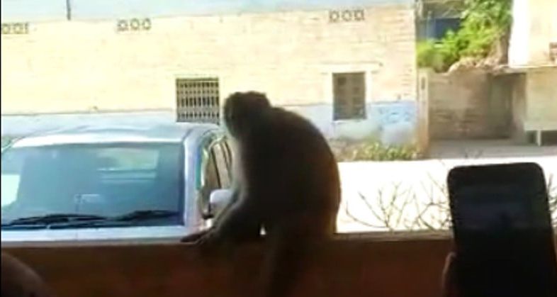 residents of the area say the monkey had escaped from a shop in saddar screengrab