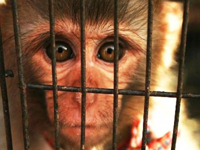 are animal rights even an issue are animal rights even an issue