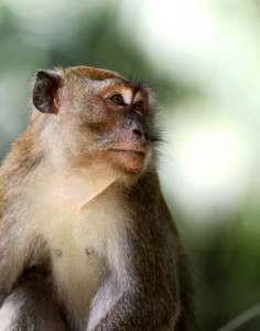 iran to put a monkey into space report