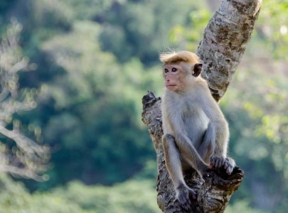 sri lankan monkey causes blackout