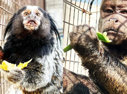 wildlife dept opposes relocation of seized exotic monkeys to lahore wildlife dept opposes relocation of seized exotic monkeys to lahore