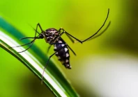 24 dengue cases have already been reported across rawalpindi during monsoon rains photo pixabay