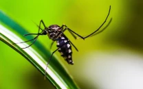 dengue cases decline as mercury dips dengue cases decline as mercury dips