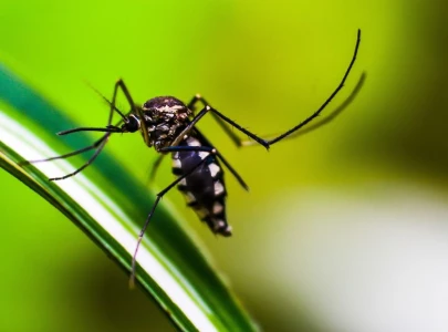 murree targets dengue with awareness drive murree targets dengue with awareness drive