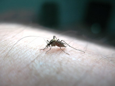 media watch dengue and polio media watch dengue and polio