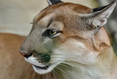 mountain lion p hoto afp