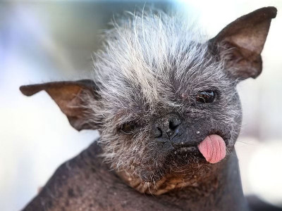 meet the world s ugliest dog mr happy face
