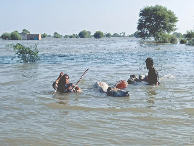 people move their cattle following monsoon rains and rising water levels in the chenab river in basti khan bela on the outskirts of jalalpur pirwala in punjab photo reuters