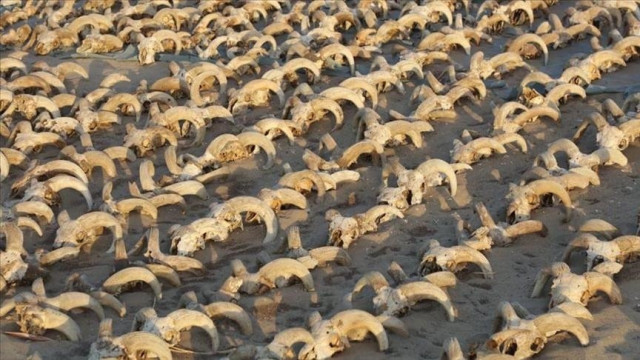 egypt discovers 2 000 mummified ram heads in ancient temple egypt discovers 2 000 mummified ram heads in ancient temple