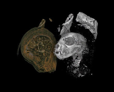 scientists peer inside ancient egyptian cat snake and bird mummies scientists peer inside ancient egyptian cat snake and bird mummies
