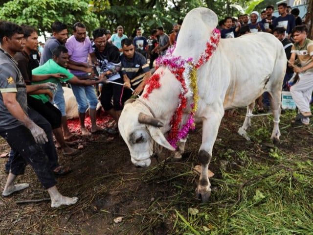Muslim men tie up a sacrificial animal before it is slaughtered during Eidul Azha celebrations, in Ampang, Malaysia, on May 27, 2026. PHOTO: REUTERS