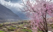 hunza valley gears up for breathtaking cherry blossom season