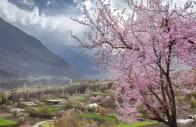 hunza valley gears up for breathtaking cherry blossom season