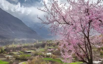 hunza valley gears up for breathtaking cherry blossom season