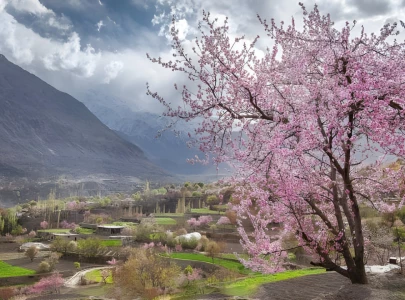 hunza valley gears up for breathtaking cherry blossom season
