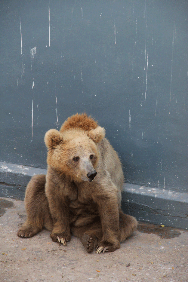 After 16 years, the zoo welcomed a pair of bears â one male, of South Asian origin, and one female, of Syrian origin â on Thursday. PHOTO: AYESHA MIR