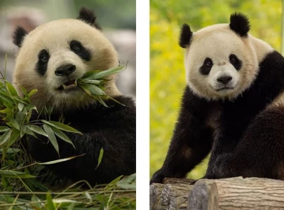 panda cam is back to watch bao li and qing bao live at national zoo